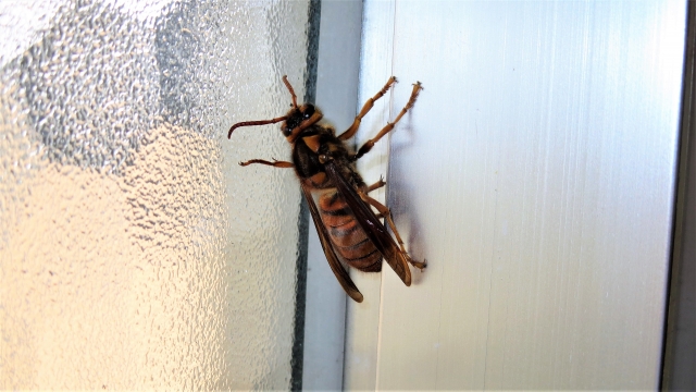 掃除機で吸ったあと室内に脱出するスズメバチ