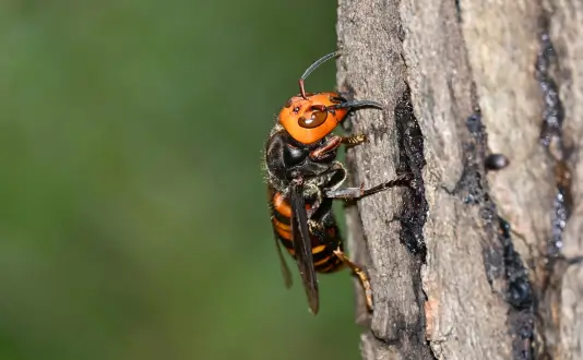 オオスズメバチ