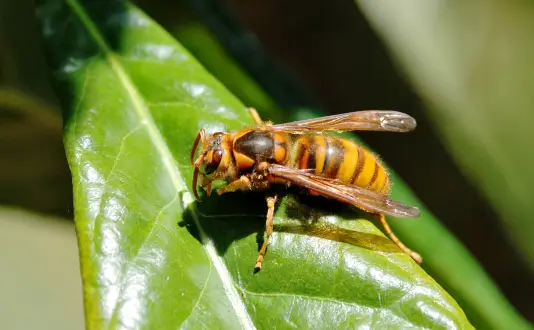 キイロスズメバチ