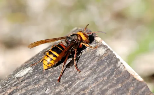 モンスズメバチ