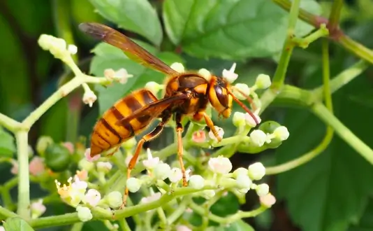 ケブカスズメバチ