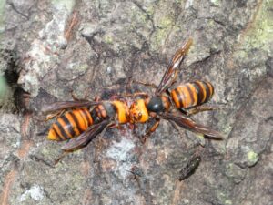 スズメバチのオスを見分ける方法は4つ！メスとの違いや遭遇した後の対処法も紹介