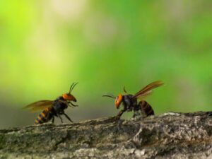 スズメバチの天敵まとめ｜自然界の生物11種＋最適な駆除方法を紹介