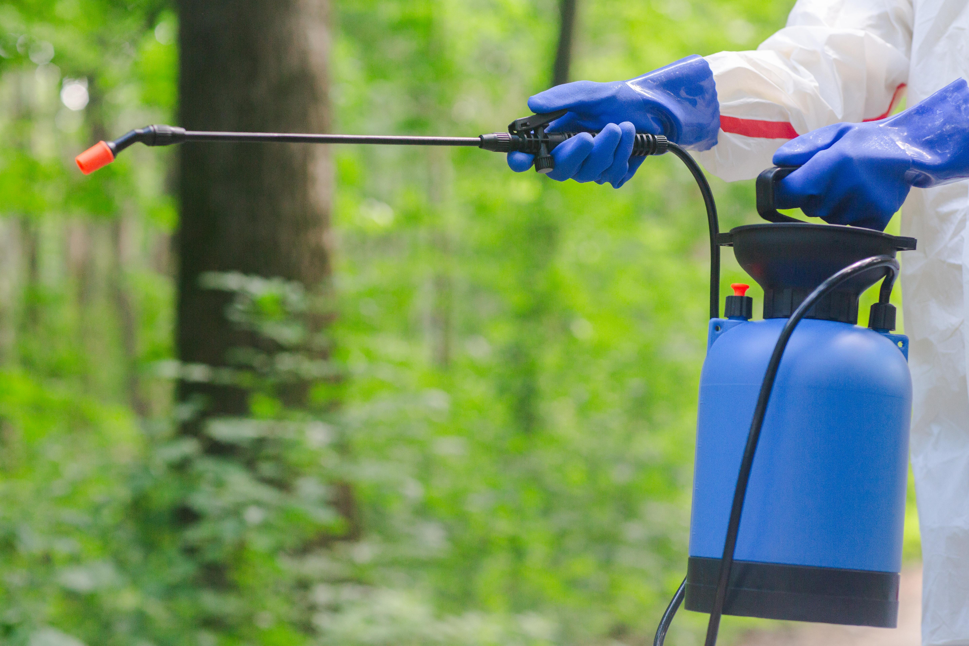 オオスズメバチの女王は専門業者の駆除が安心