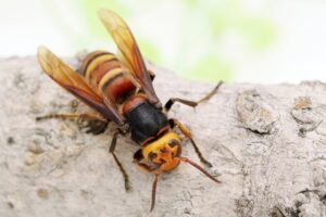 スズメバチを駆除したい時はどうしたら良い？自力での退治方法とおすすめ駆除方法を紹介！
