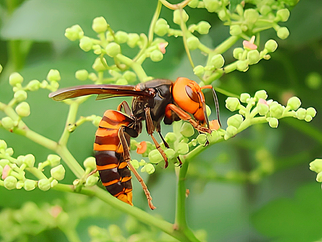オオスズメバチの女王