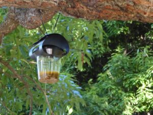 スズメバチのトラップ