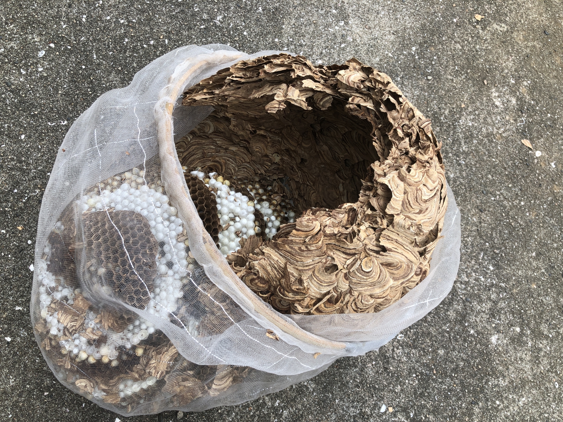 スズメバチを駆除したいなら専門業者がおすすめ