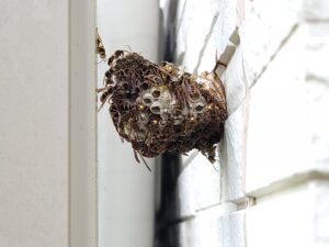 蜂の巣が壁にできた時の対処法を徹底解説！駆除方法や注意点も紹介