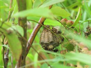 作り始めの蜂の巣でも要注意！巣の特徴や巣営場所を徹底解説