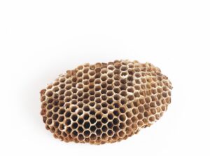 蜂の巣はベランダにもできる！巣営される理由や予防策について解説！