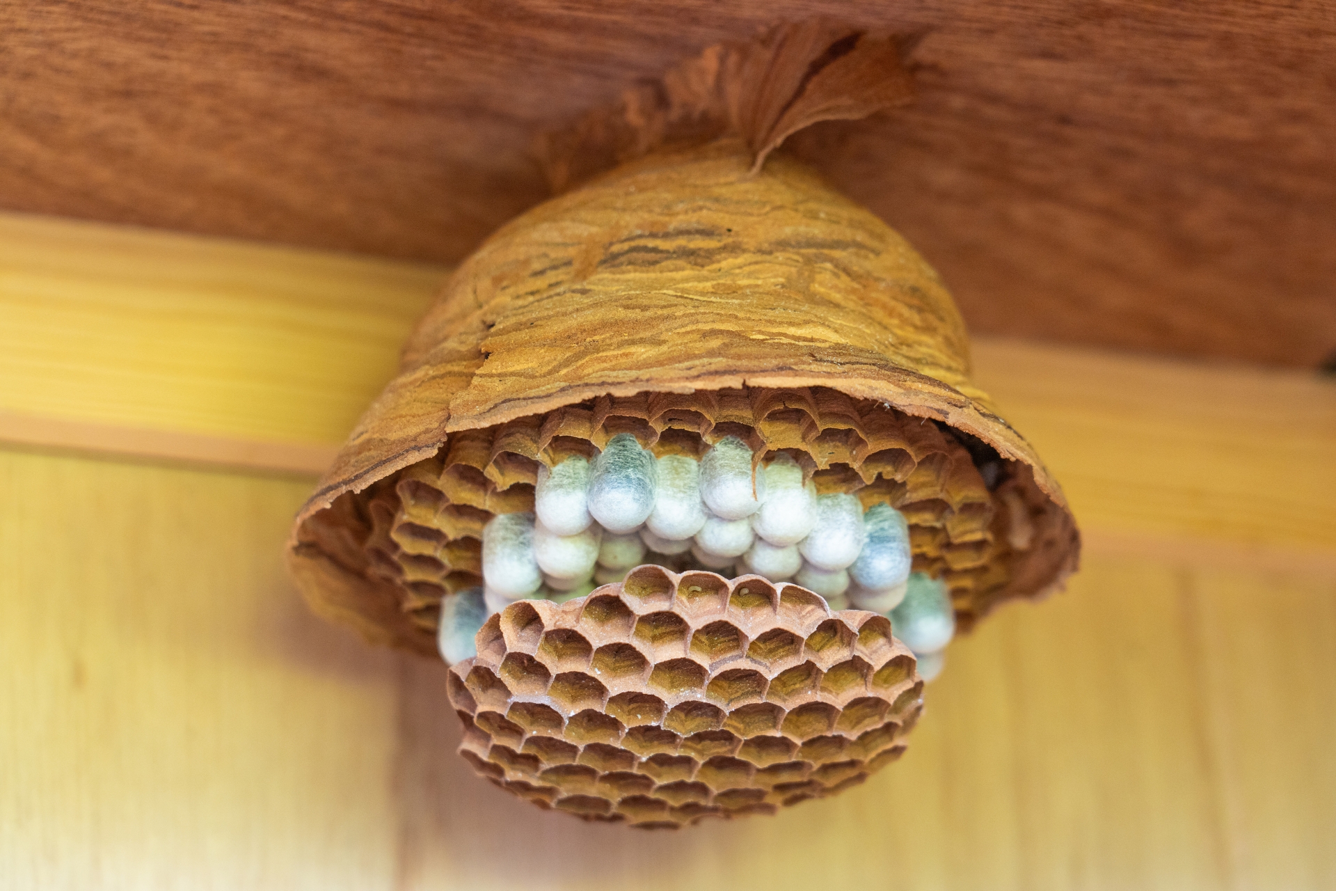 【種類別】蜂の巣の特徴を解説