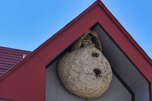 蜂の巣ができやすい家の特徴を解説!予防法やおすすめ駆除方法も紹介