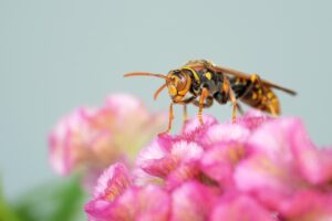 アシナガバチ対策を始める前の基礎知識