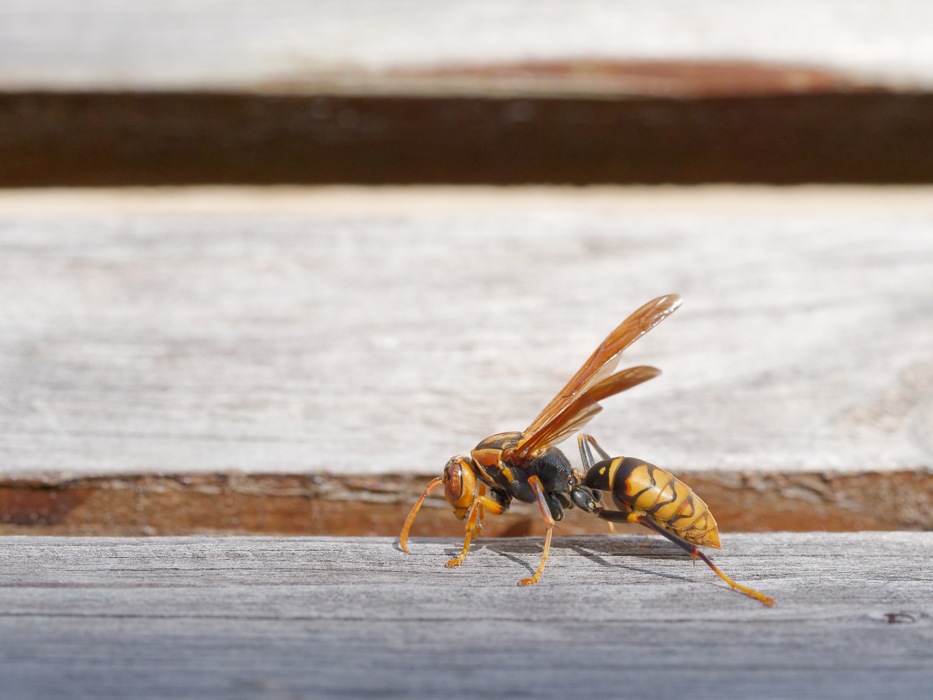 自己判断でアシナガバチを退治するのは危険