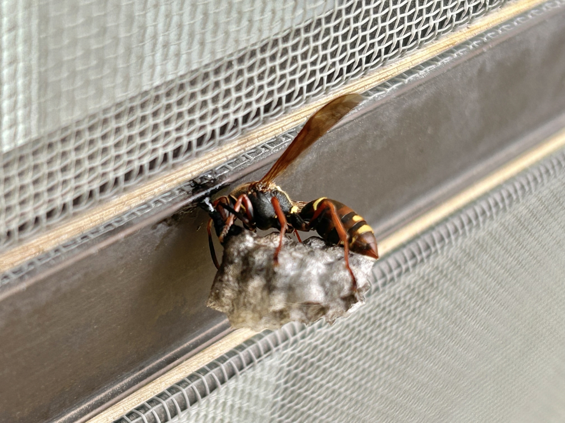 【緊急】アシナガバチが家の中に入ってきた時の対処法を徹底解説！撃退時のポイントも紹介