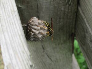 アシナガバチの女王蜂を徹底解説!行動パターン・危険性・安全な対処法まで