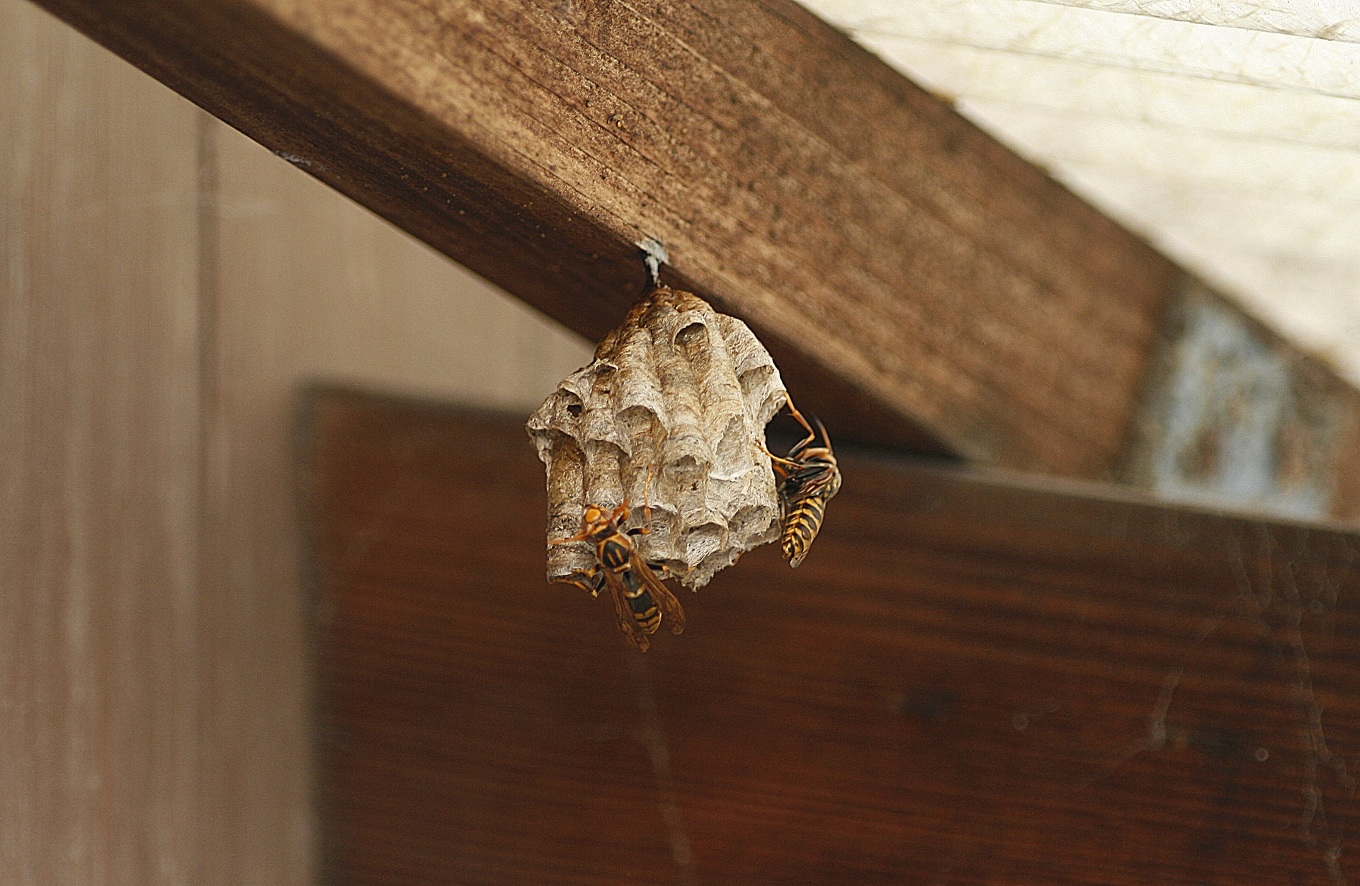 【種類別】冬場の蜂の活動状況