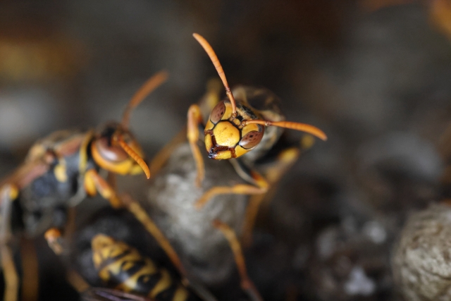 アシナガバチの危険性を知ろう！毒の特徴や刺された時の正しい対処法