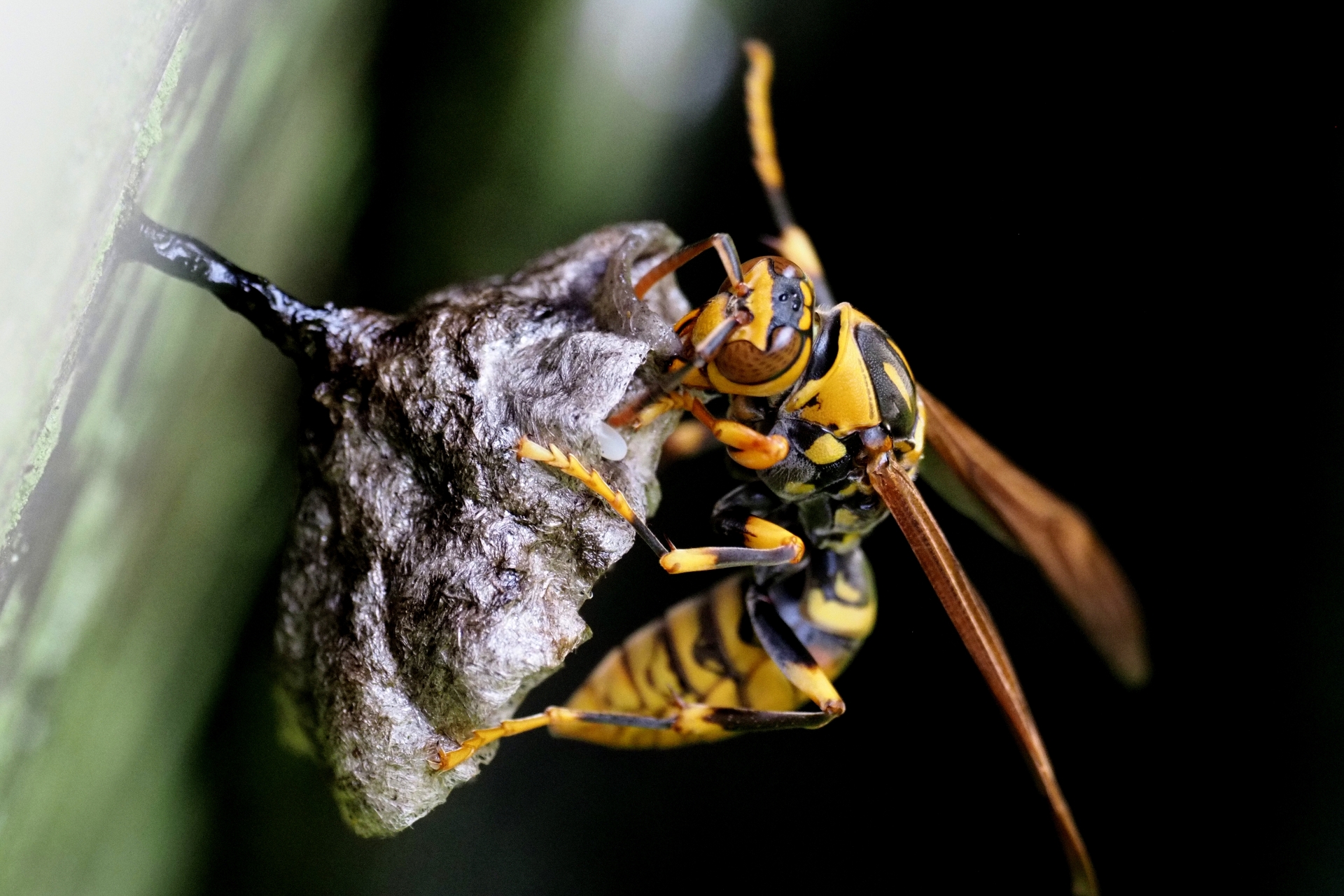 家の中にアシナガバチが入ってきた時の対処法