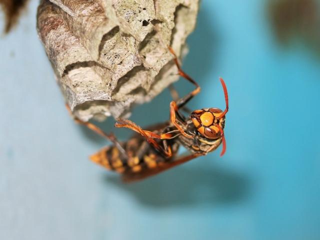 アシナガバチの毒は危険！成分や正しい対処法を徹底解説