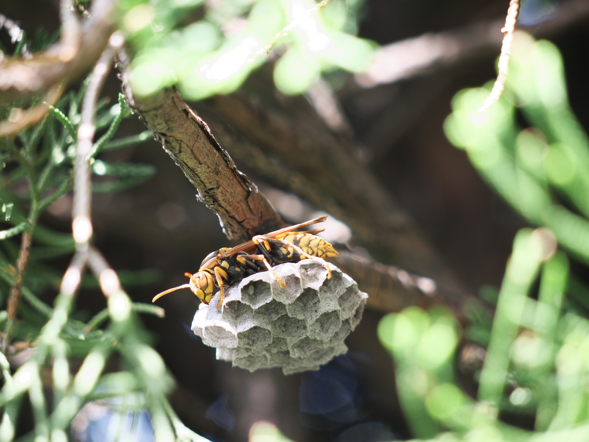 アシナガバチの寿命は短い！アシナガバチの巣を放置するリスクと安全な駆除について解説！