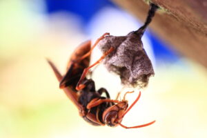 夜でもアシナガバチはプロにお任せ!夜の生態や危険性、注意点について解説!安全な駆除方法も紹介!