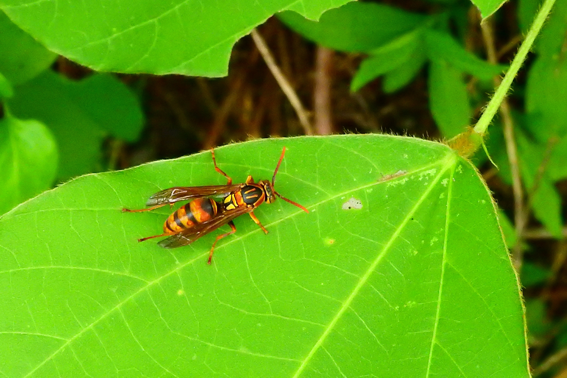 アシナガバチの活動パターン