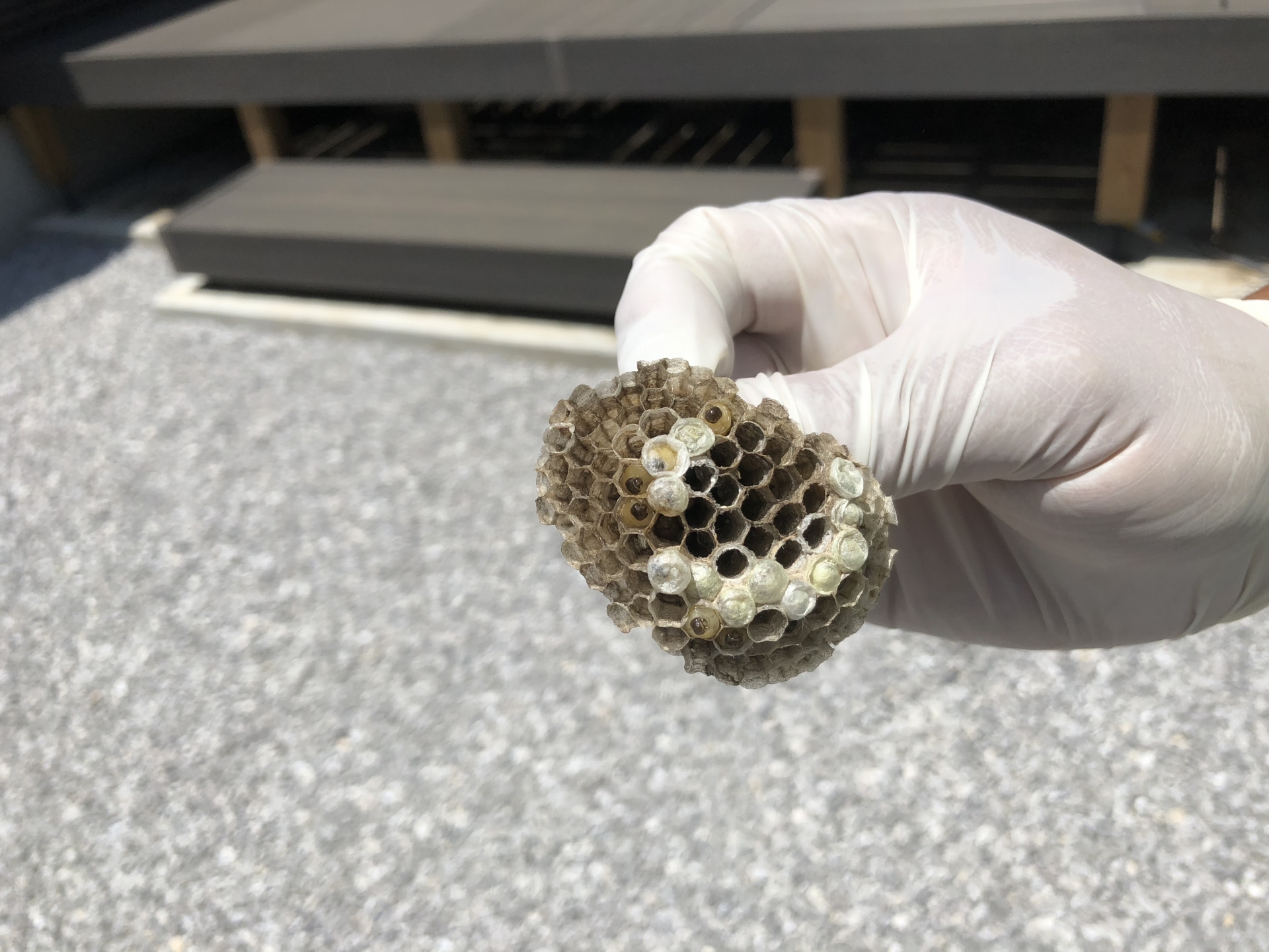 アシナガバチを駆除するなら専門業者に依頼しよう