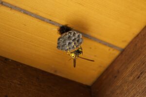 アシナガバチ対策の完全ガイド｜刺される前にできる予防と安全な駆除方法