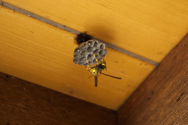 アシナガバチ対策の完全ガイド｜刺される前にできる予防と安全な駆除方法