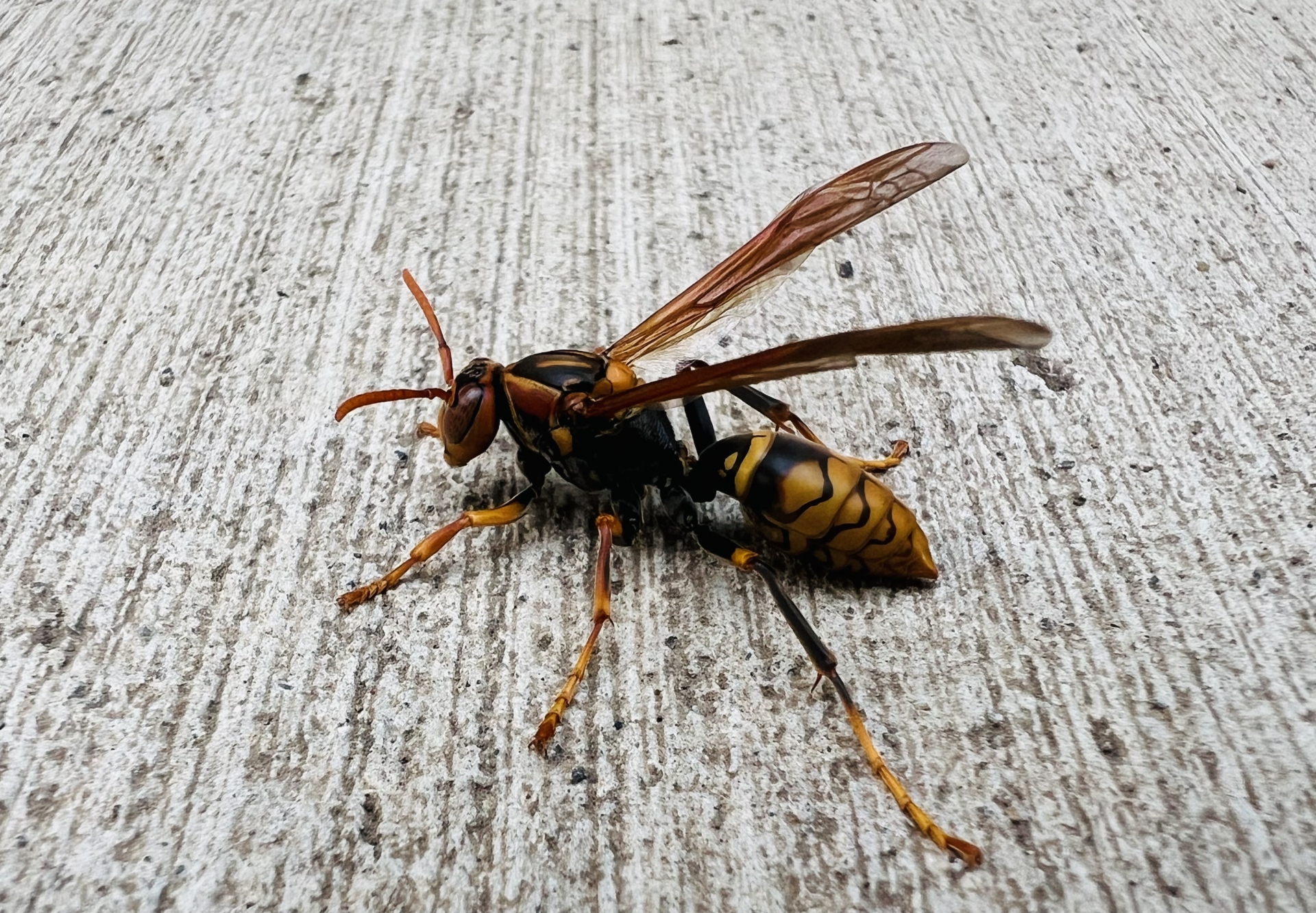 アシナガバチが住み着きやすい場所