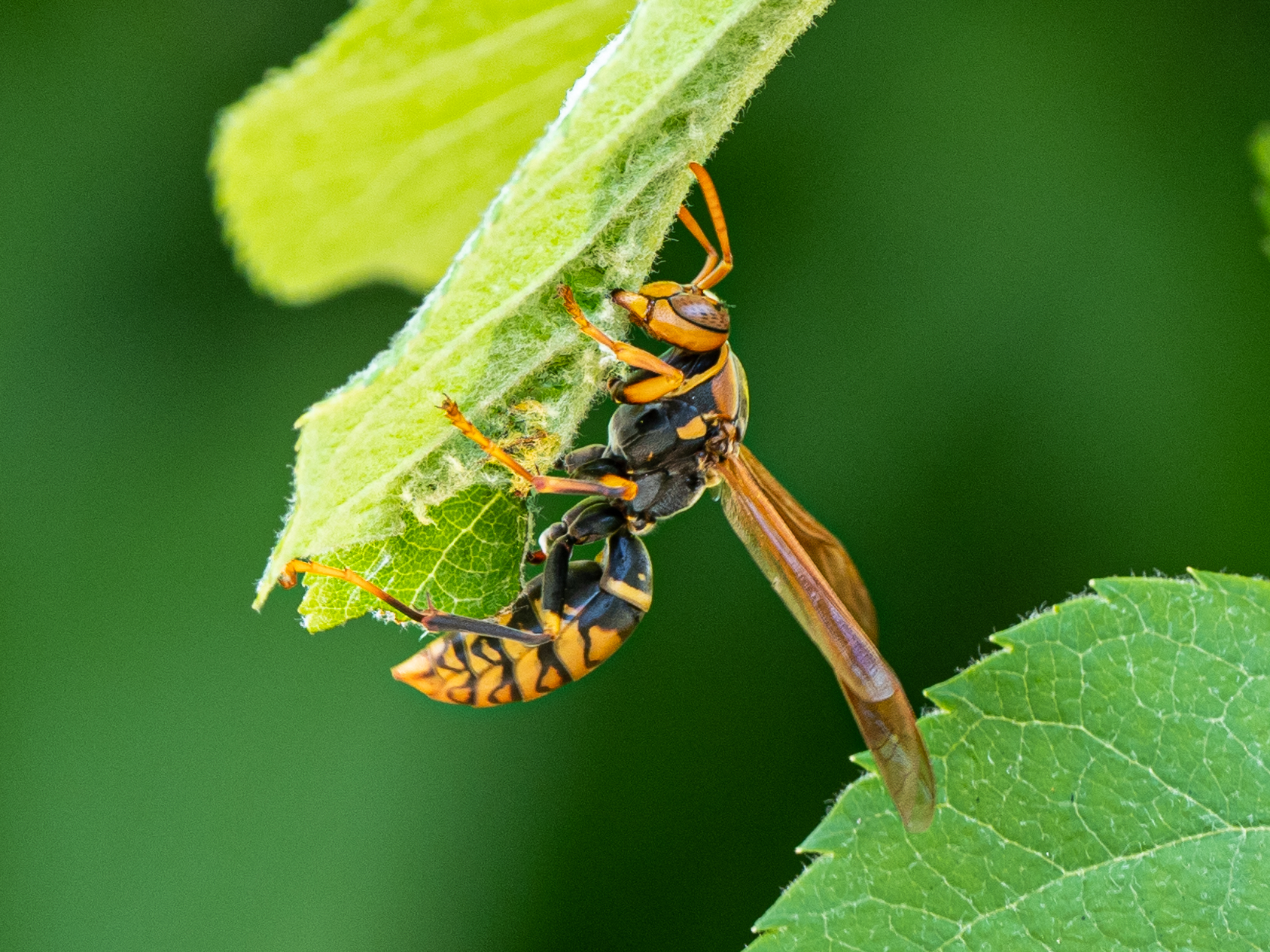【時間別】アシナガバチの生態を徹底解説