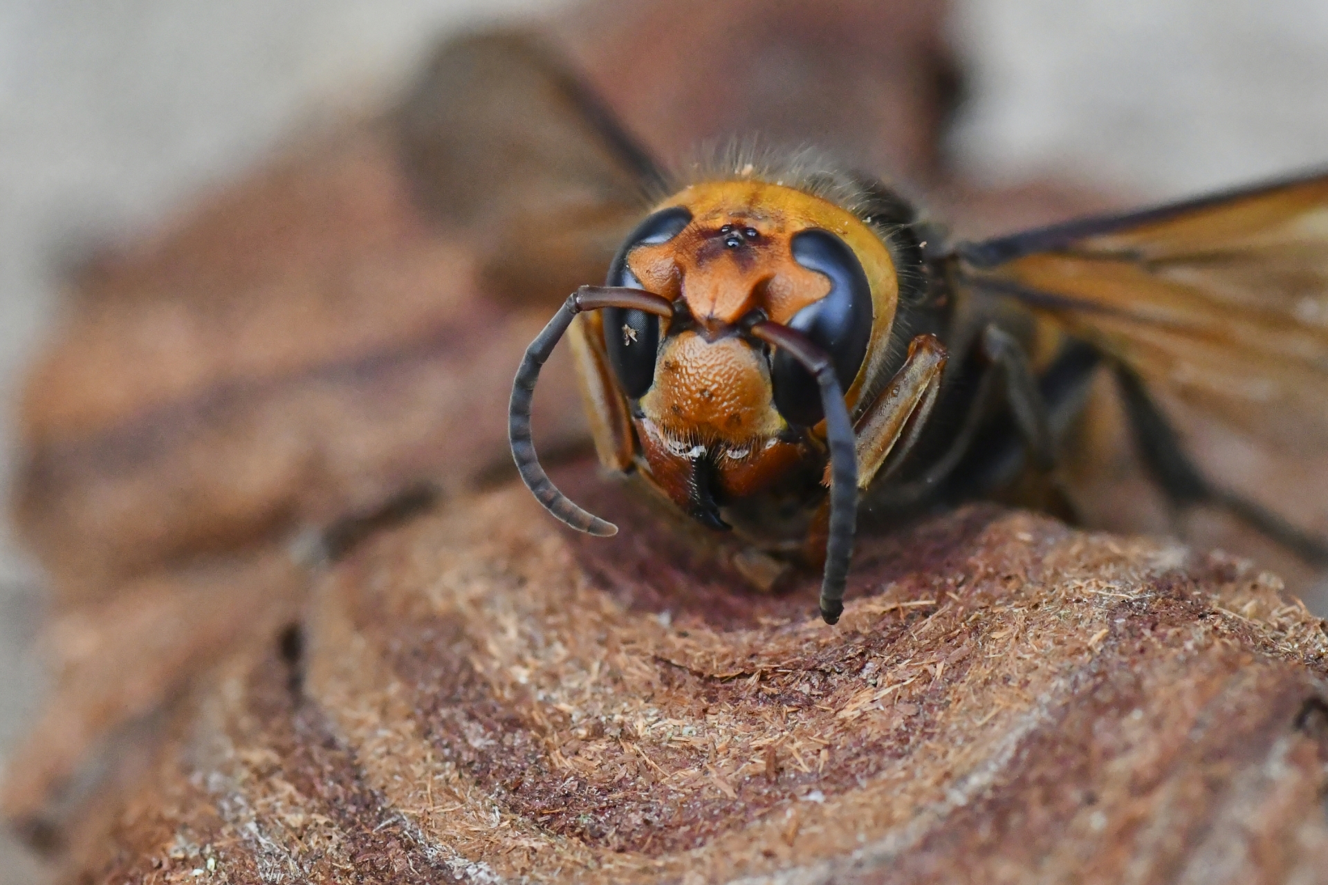 スズメバチに巣を作らせない方法を徹底解説！
