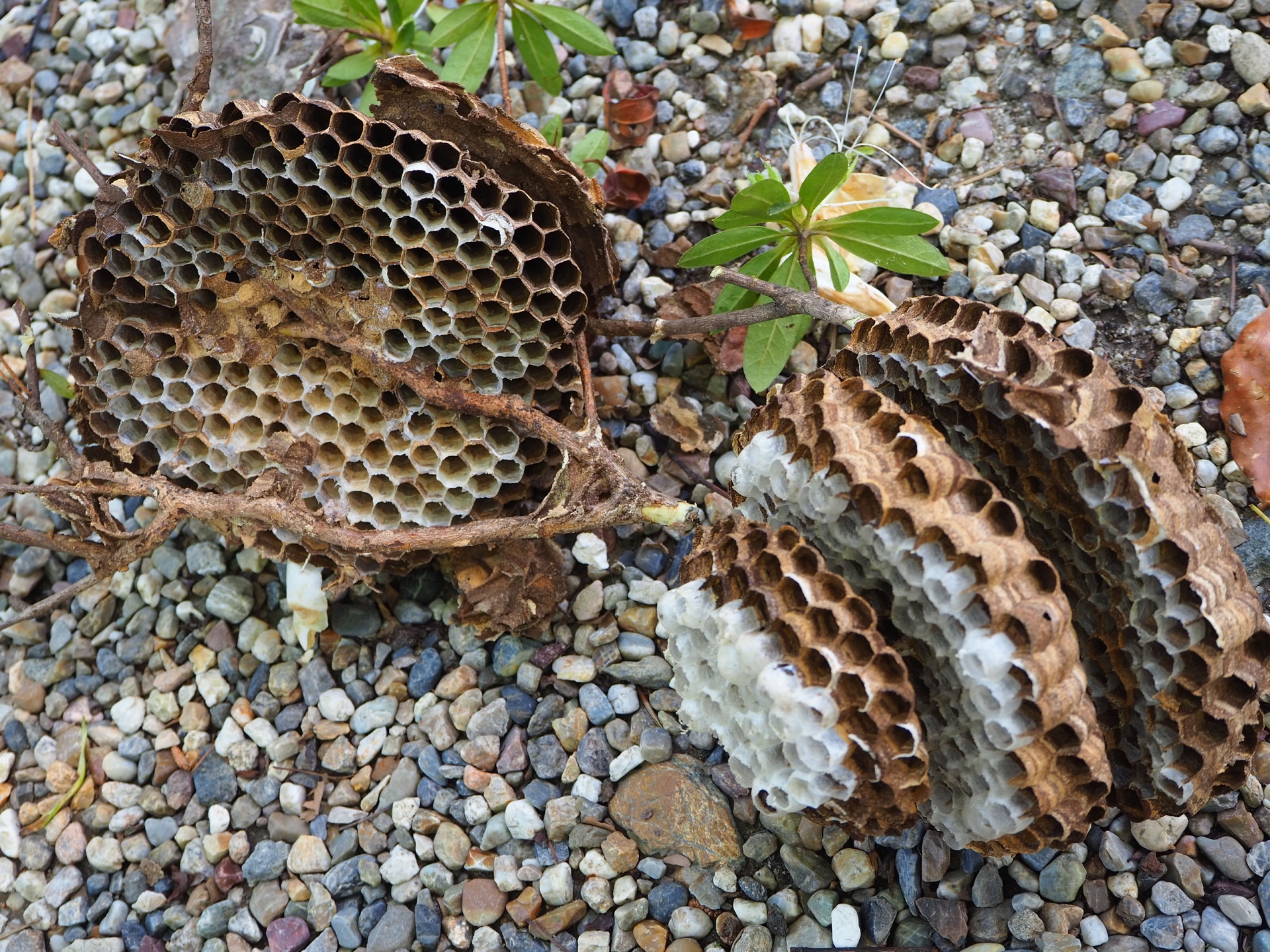 冬に蜂の巣を駆除したい人は蜂駆除専門業者に依頼しよう