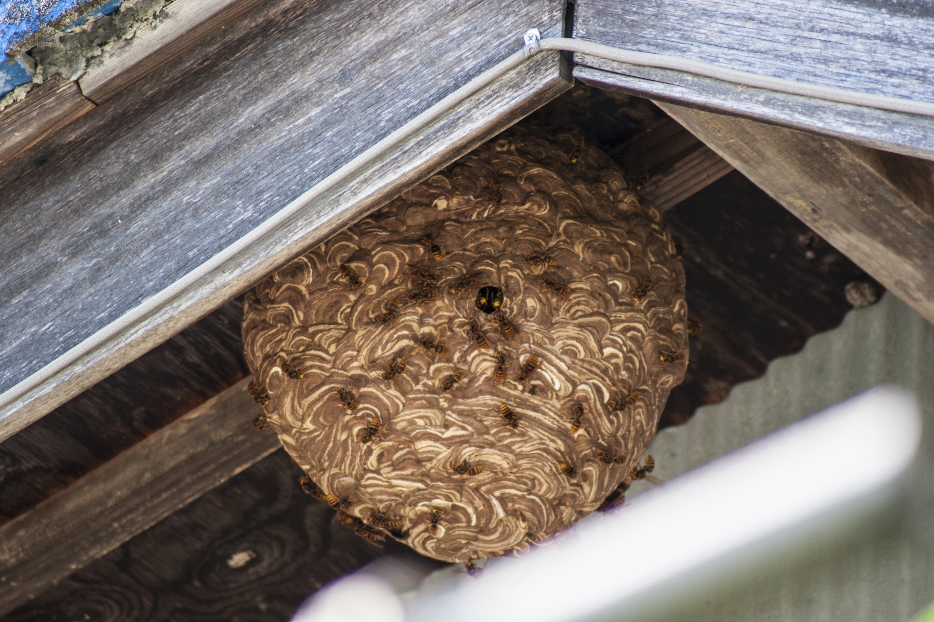 スズメバチの巣作りスポット