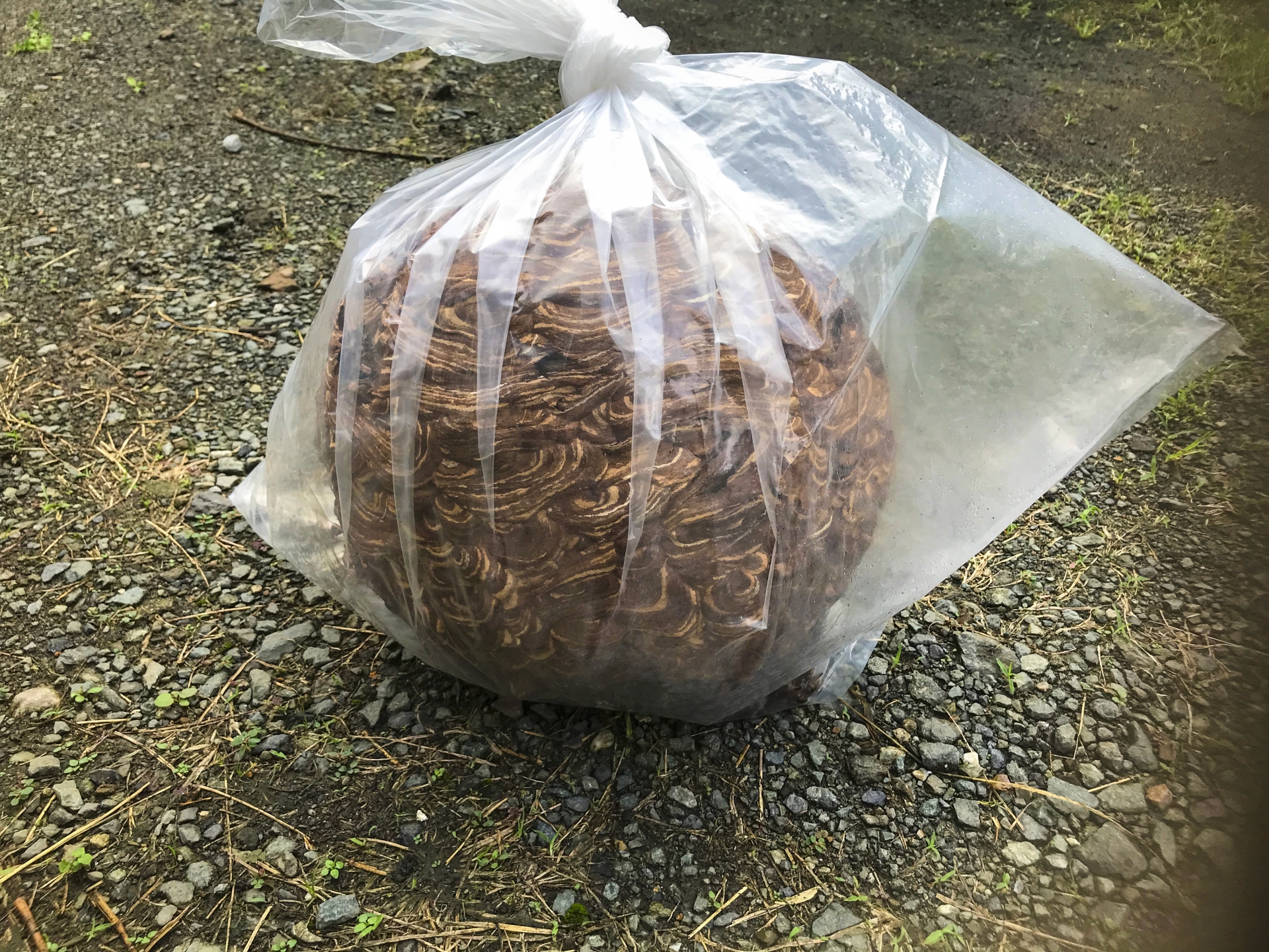 蜂の巣を見つけたら専門業者に駆除してもらおう