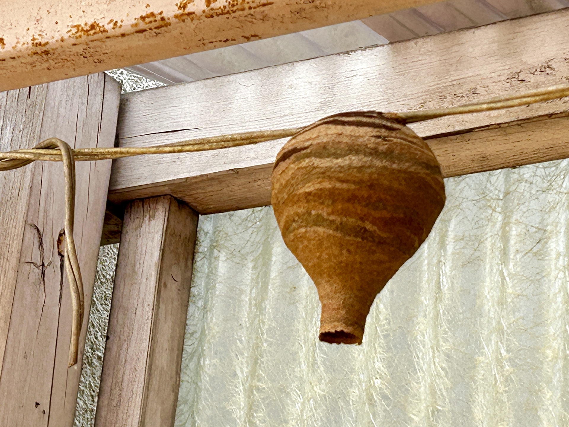 蜂の巣を見つけた時の対処法3選