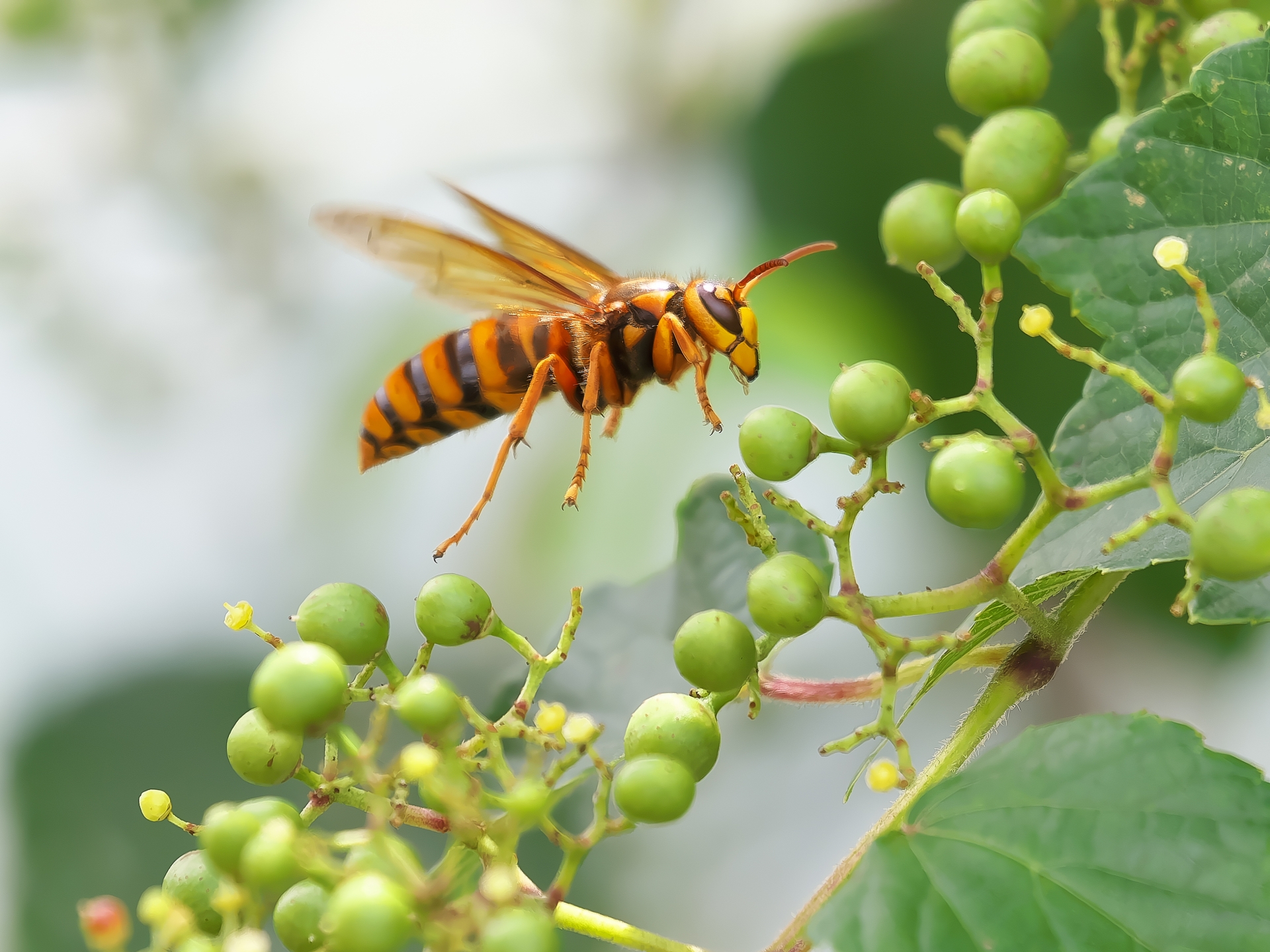 蜂の活動時期を種類別に解説