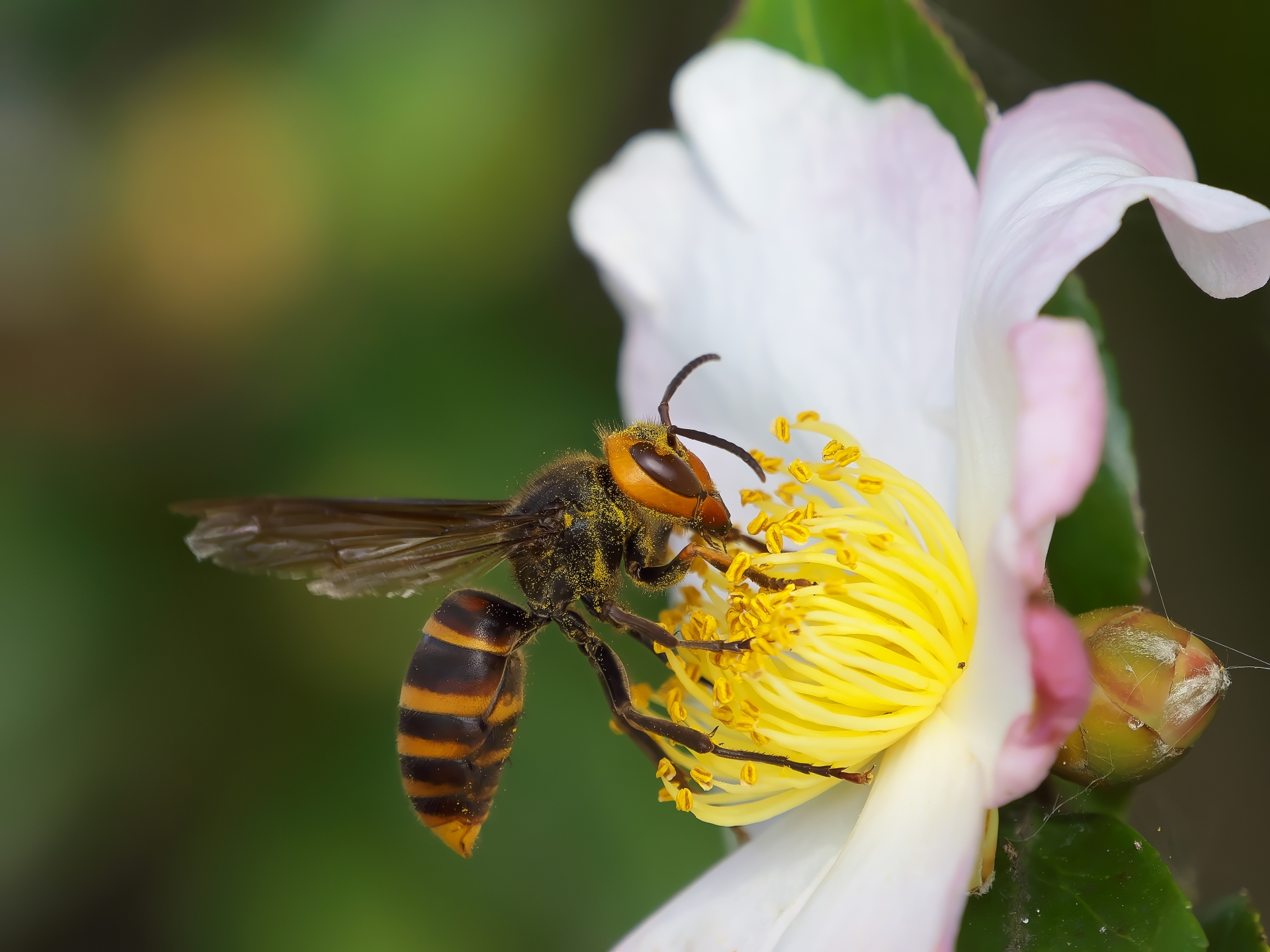 蜂の巣を作らせないためには春のうちに予防しておこう