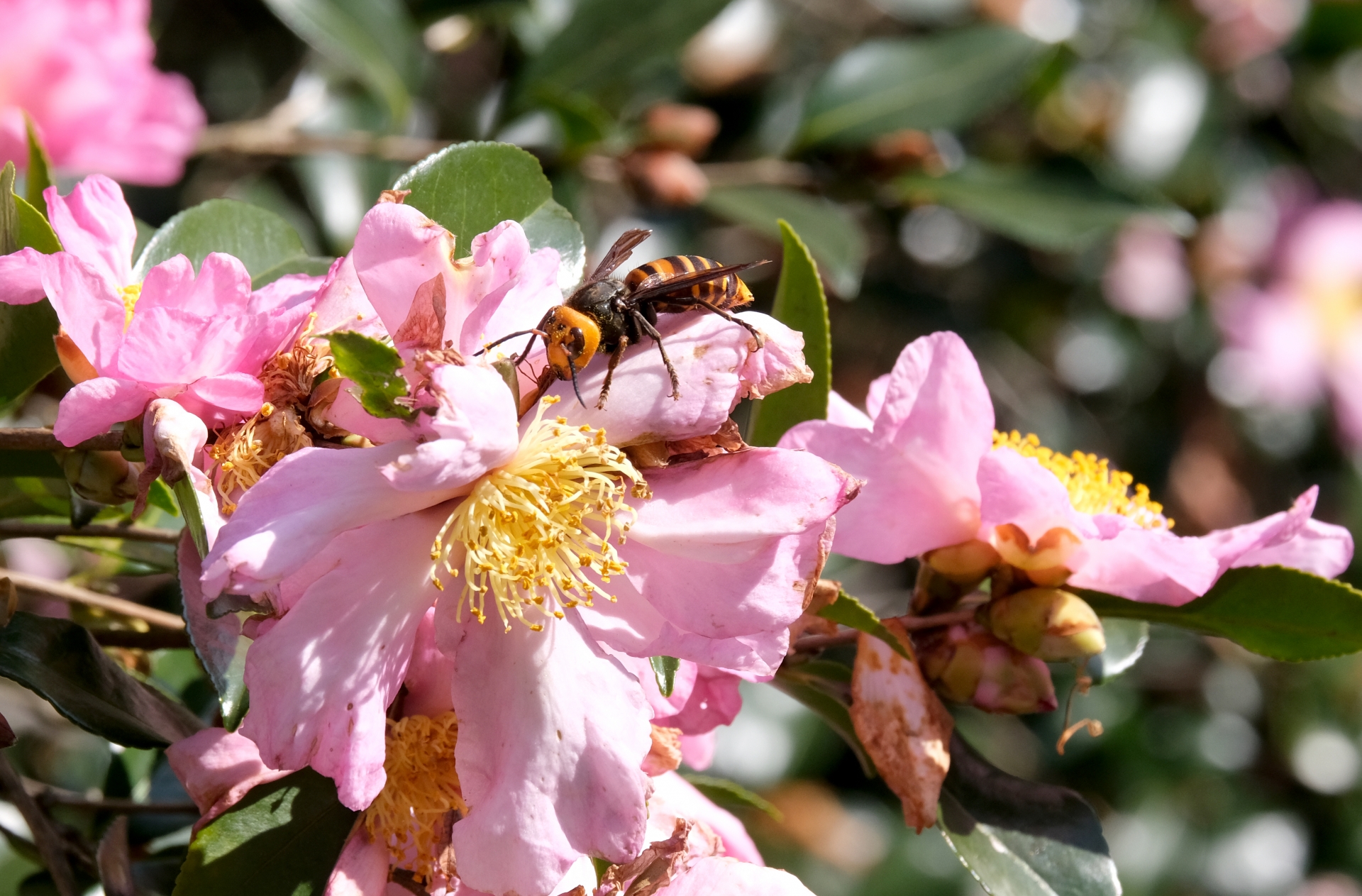 スズメバチの行動を季節ごとに解説