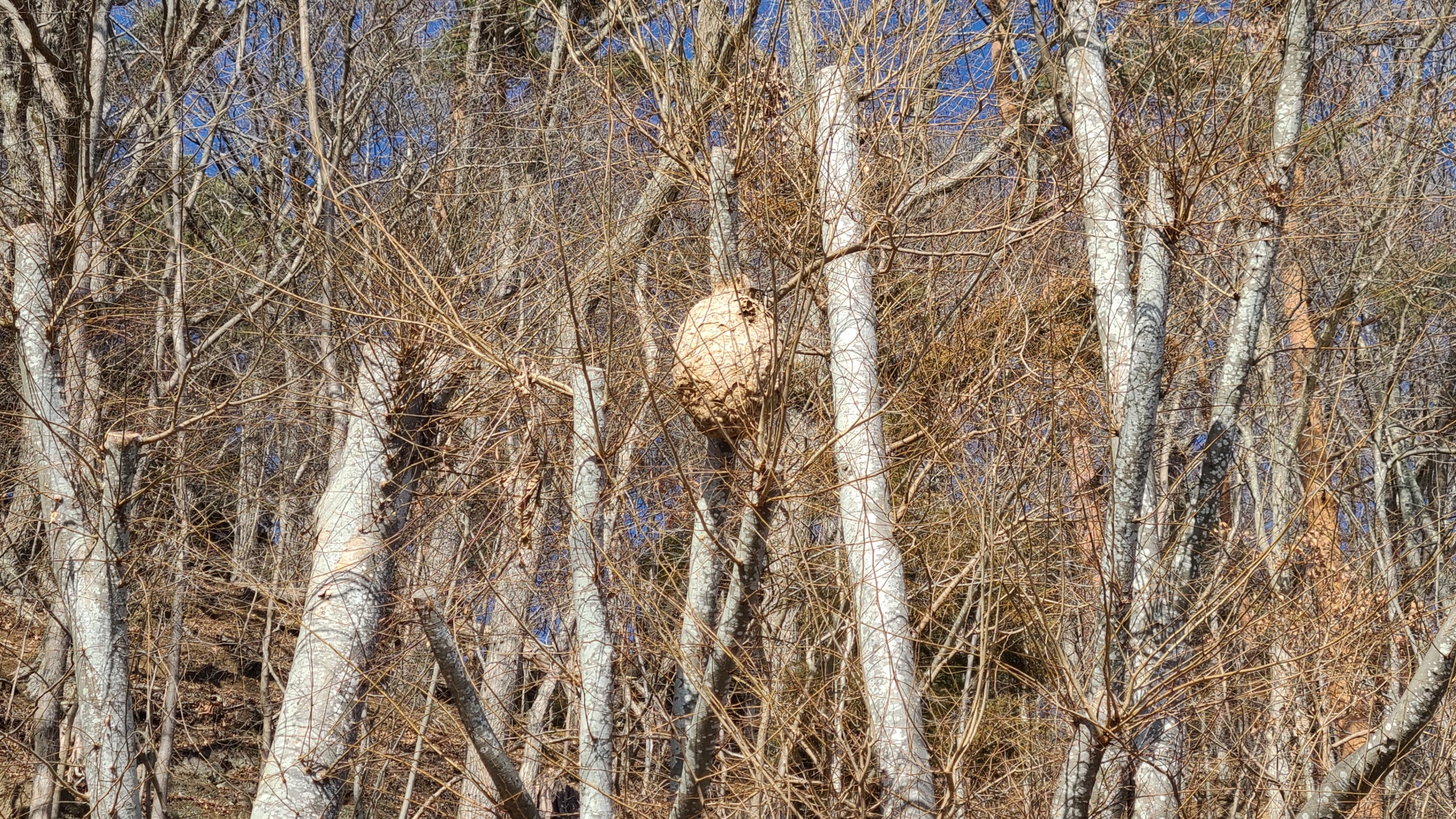 蜂の巣駆除を冬にするリスクを徹底解説！駆除手順や注意点も紹介