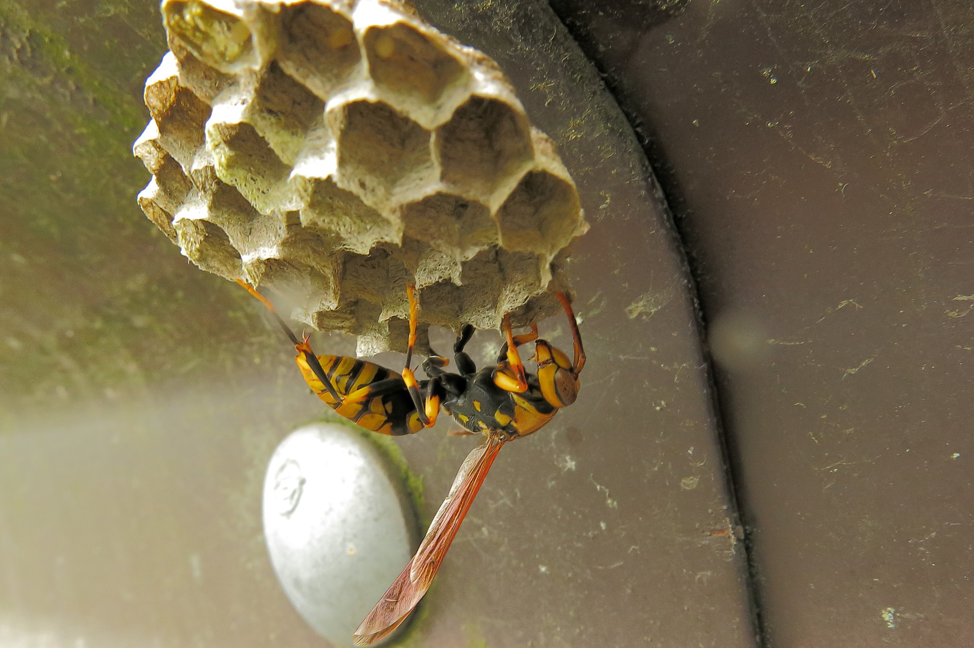 女王蜂による巣作りを徹底解説！安全な駆除方法や防止策も紹介！