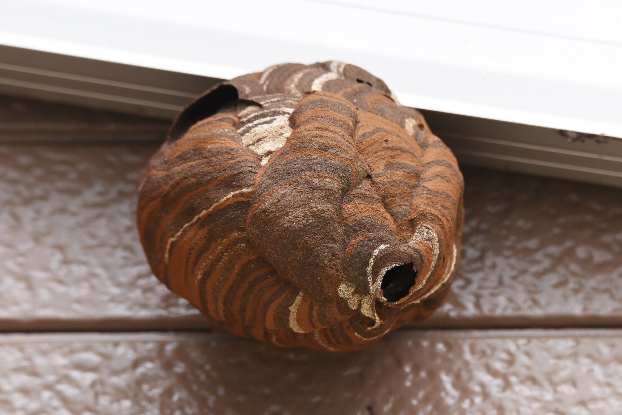 蜂の巣が「同じ場所」に繰り返し作られる理由と戻り蜂を根絶する予防策を徹底解説！