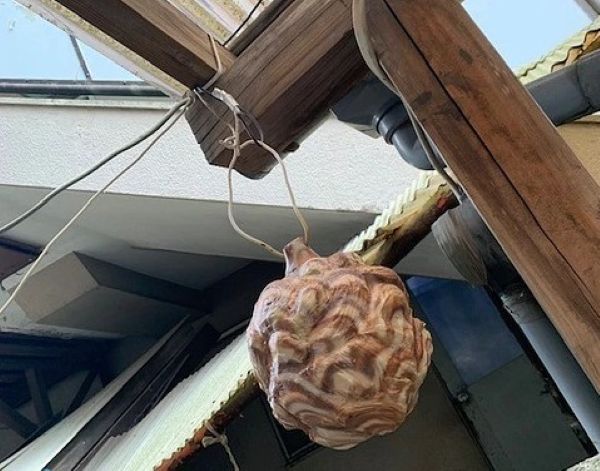 蜂の巣のダミー