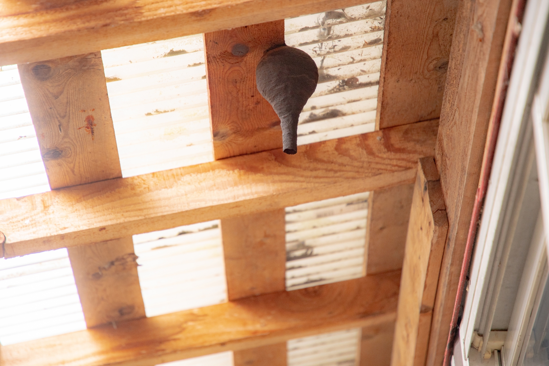 スズメバチの巣｜ボール状でマーブル模様