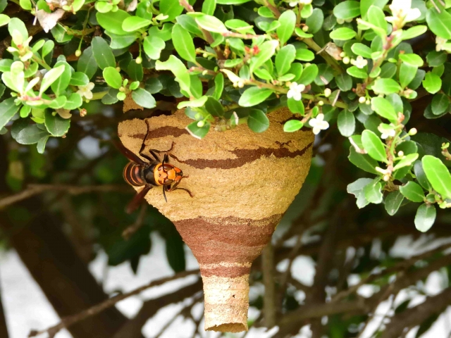 オオスズメバチの巣