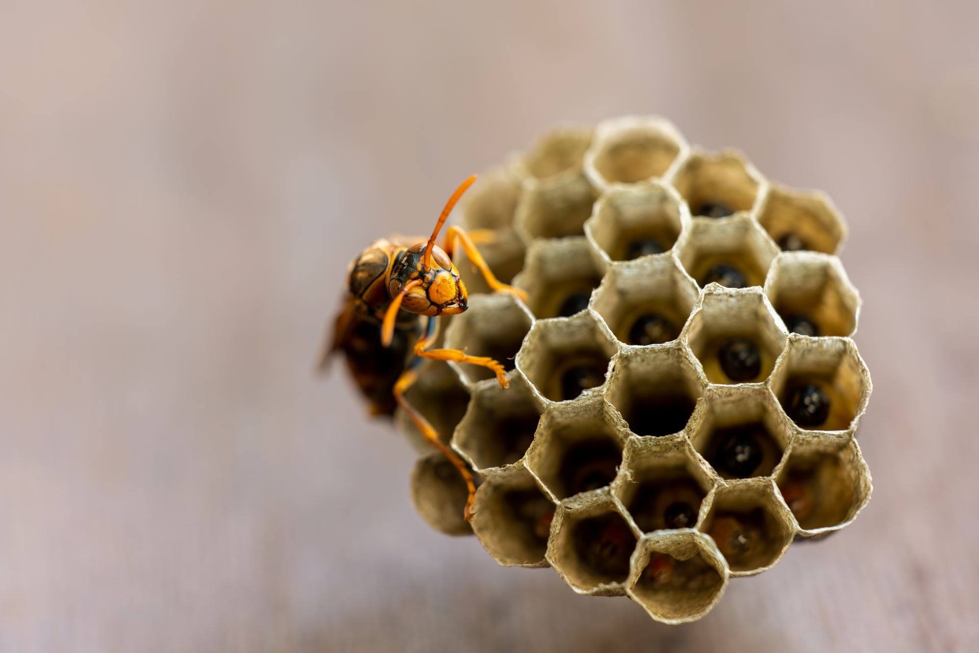 女王蜂を駆除する方法