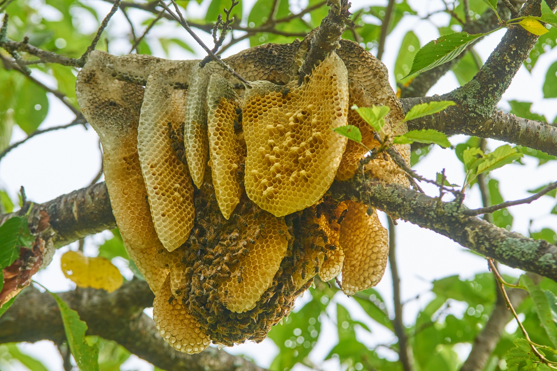 ミツバチの巣｜何枚も垂れ下がったような形状