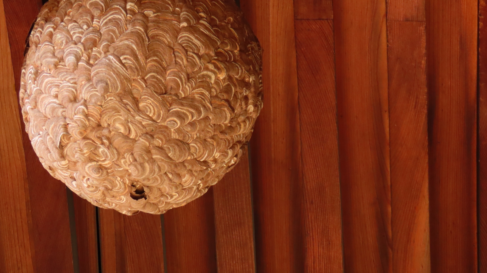 蜂の巣の特徴を種類別に紹介